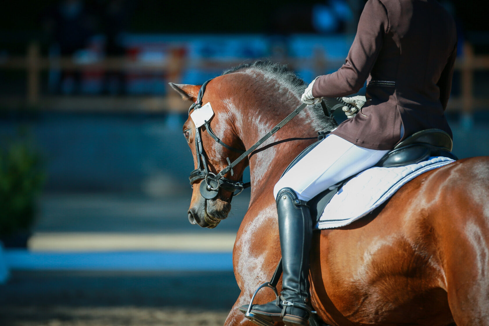 Dressage,Horse,With,Rider,In,Close Up,During,A,Test,At