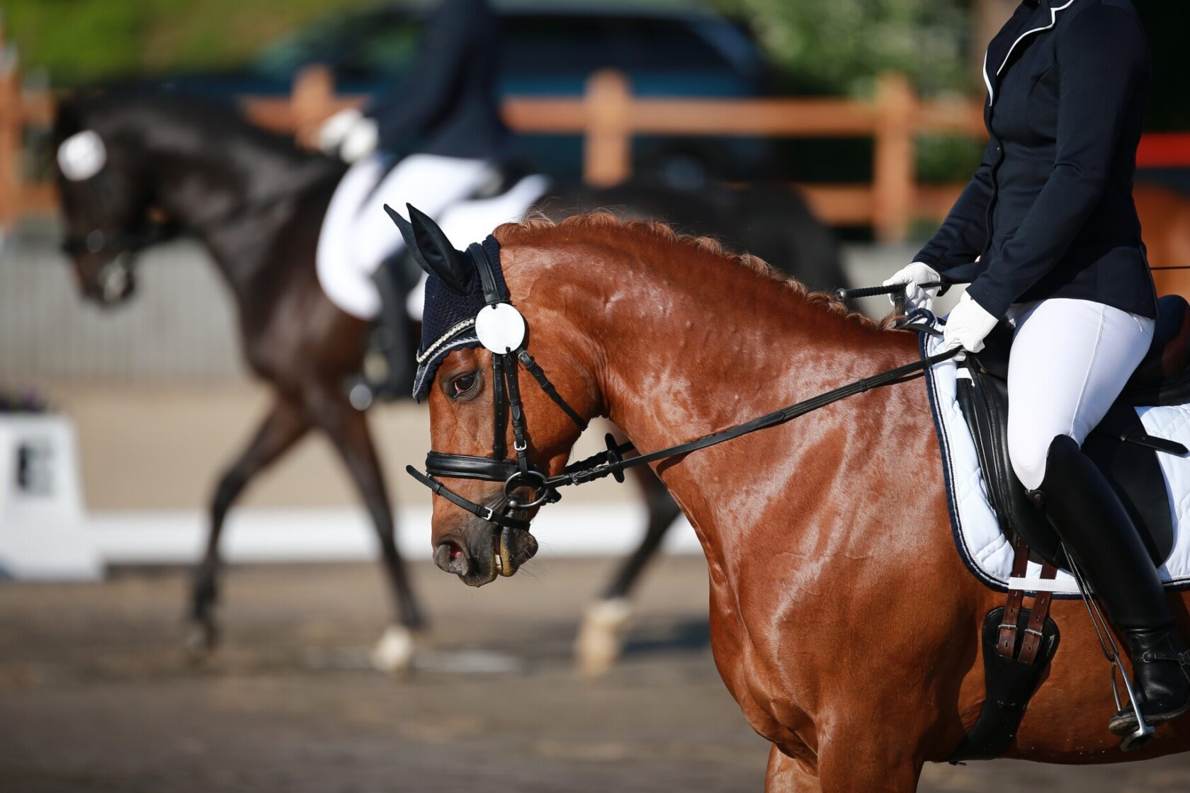 Horse,Dressage,With,Rider,,Closeup,Of,Side,Of,Head,,Second